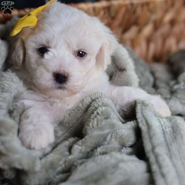 Noelle (tiny), Bichon Frise Puppy